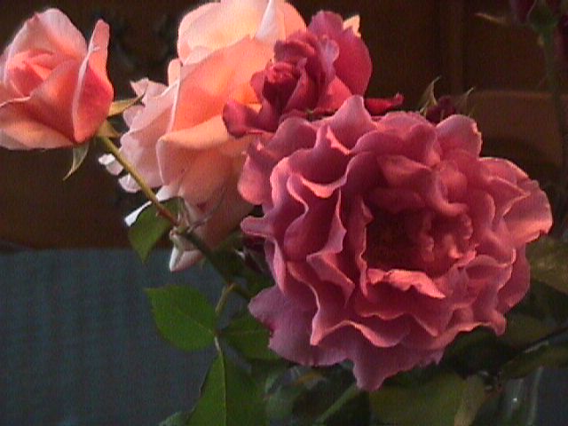 purple rose of pasadena