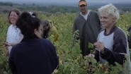 Erntehelfer bei der Weinlese in der Weinregion Galliac östlich von Toulouse. (Film Kino Text)